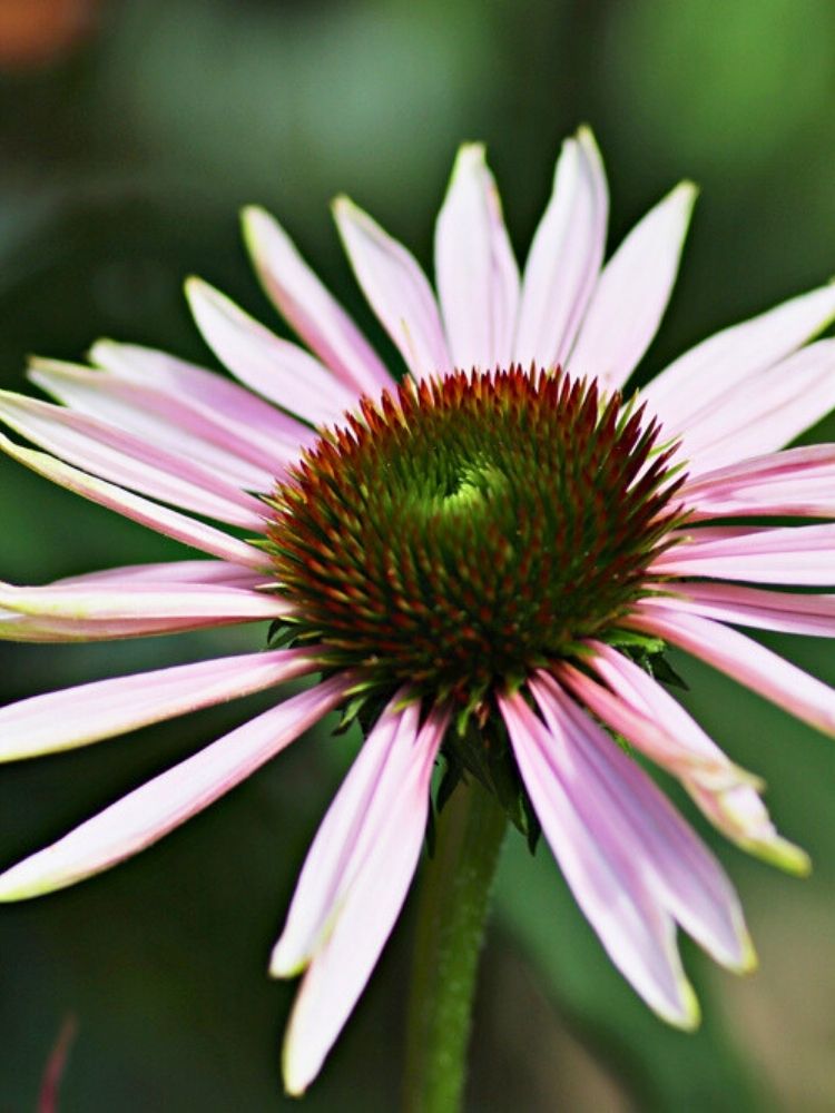 Echinacea purpurea 'Hope' ®, Sonnenhut 'Hope' ® im Onlineshop der Bohlken Baumschulen