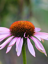 Echinacea purpurea 'Hope' ®, Sonnenhut 'Hope' ® im Onlineshop der Bohlken Baumschulen