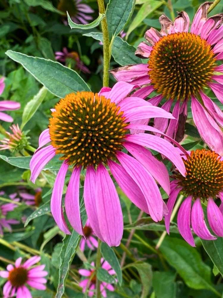 Sonnenhut 'Kim´s Knee High' ®, Echinacea purpurea 'Kim's Knee High' ® im Onlineshop der Bohlken Baumschulen