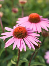 Echinacea purpurea 'Magnus', Roter Scheinsonnenhut 'Magnus' im Onlineshop der Bohlken Baumschulen