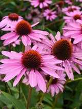 Echinacea purpurea 'Magnus', Roter Scheinsonnenhut 'Magnus' im Onlineshop der Bohlken Baumschulen