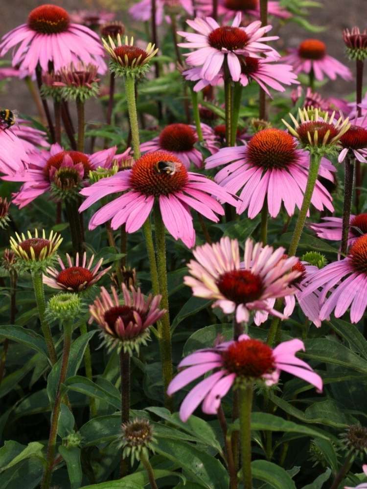 Echinacea purpurea 'Magnus', Roter Scheinsonnenhut 'Magnus' im Onlineshop der Bohlken Baumschulen