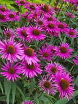 Echinacea purpurea 'Pica Bella' ®, Scheinsonnenhut 'Pica Bella' ® im Onlineshop der Bohlken Baumschulen