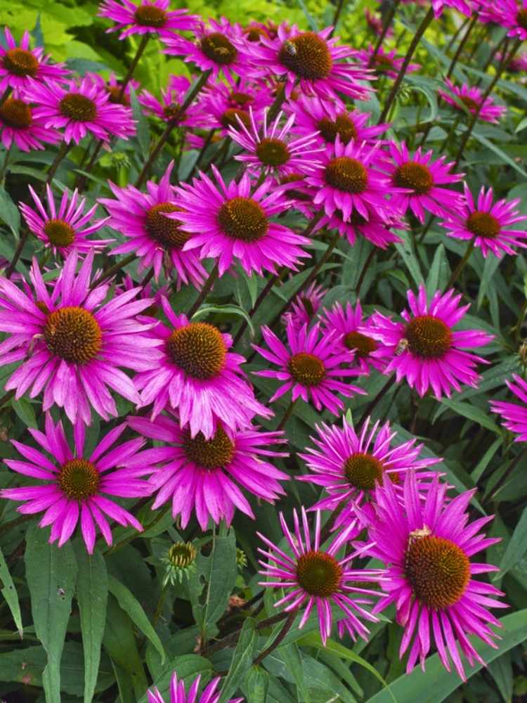 Echinacea purpurea 'Pica Bella' ®, Scheinsonnenhut 'Pica Bella' ® im Onlineshop der Bohlken Baumschulen