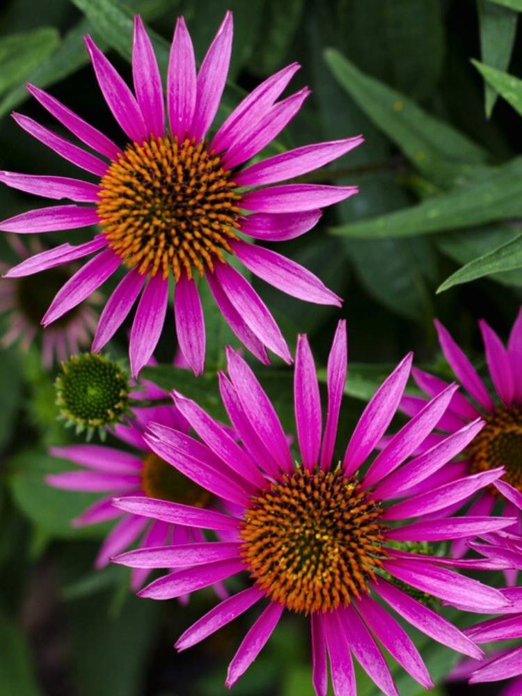 Echinacea purpurea 'Pica Bella' ®, Scheinsonnenhut 'Pica Bella' ® im Onlineshop der Bohlken Baumschulen