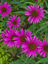 Echinacea purpurea 'Pica Bella' ®, Scheinsonnenhut 'Pica Bella' ® im Onlineshop der Bohlken Baumschulen