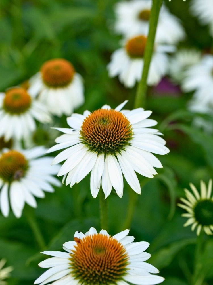 Echinacea purpurea 'PowWow White', Scheinsonnenhut 'PowWow White' im Onlineshop der Bohlken Baumschulen