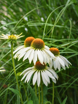 Echinacea purpurea 'PowWow White', Scheinsonnenhut 'PowWow White' im Onlineshop der Bohlken Baumschulen