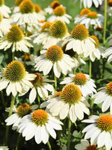 Echinacea purpurea 'PowWow White', Scheinsonnenhut 'PowWow White' im Onlineshop der Bohlken Baumschulen