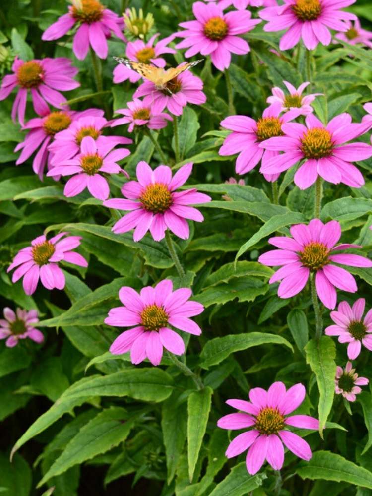 Scheinsonnenhut 'PowWow ®  Wild Berry', Echinacea purpurea  'PowWow ®  Wild Berry' im Onlineshop der Bohlken Baumschulen