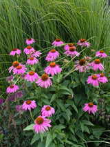 Scheinsonnenhut 'PowWow ®  Wild Berry', Echinacea purpurea  'PowWow ®  Wild Berry' im Onlineshop der Bohlken Baumschulen