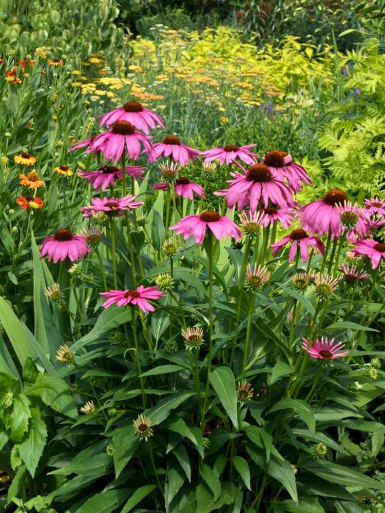 Scheinsonnenhut 'PowWow ®  Wild Berry', Echinacea purpurea  'PowWow ®  Wild Berry' im Onlineshop der Bohlken Baumschulen