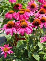 Scheinsonnenhut 'PowWow ®  Wild Berry', Echinacea purpurea  'PowWow ®  Wild Berry' im Onlineshop der Bohlken Baumschulen