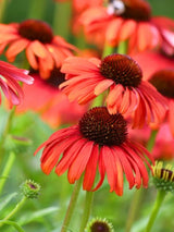 Echinacea purpurea 'Tomato Soup' ®, Scheinsonnenhut 'Tomato Soup' ® im Onlineshop der Bohlken Baumschulen