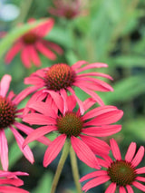 Echinacea purpurea 'Tomato Soup' ®, Scheinsonnenhut 'Tomato Soup' ® im Onlineshop der Bohlken Baumschulen