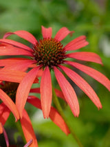 Echinacea purpurea 'Tomato Soup' ®, Scheinsonnenhut 'Tomato Soup' ® im Onlineshop der Bohlken Baumschulen