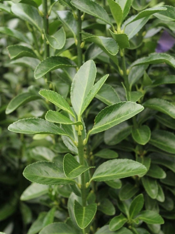 Euonymus japonicus 'Green Empire' ®, Japanischer Spindelstrauch 'Green Empire' ® im Onlineshop der Bohlken Baumschulen