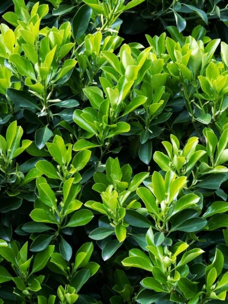 Euonymus japonicus 'Green Wonder' ®, Japanischer Spindelstrauch 'Green Wonder' ® im Onlineshop der Bohlken Baumschulen