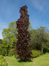 Fagus sylvatica 'Dawyck Purple', Säulen-Blutbuche 'Dawyck Purple' im Onlineshop der Bohlken Baumschulen