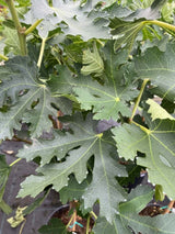 Ficus carica 'Ice Crystal', Feigenbaum Feige 'Ice Crystal' im Onlineshop der Bohlken Baumschulen