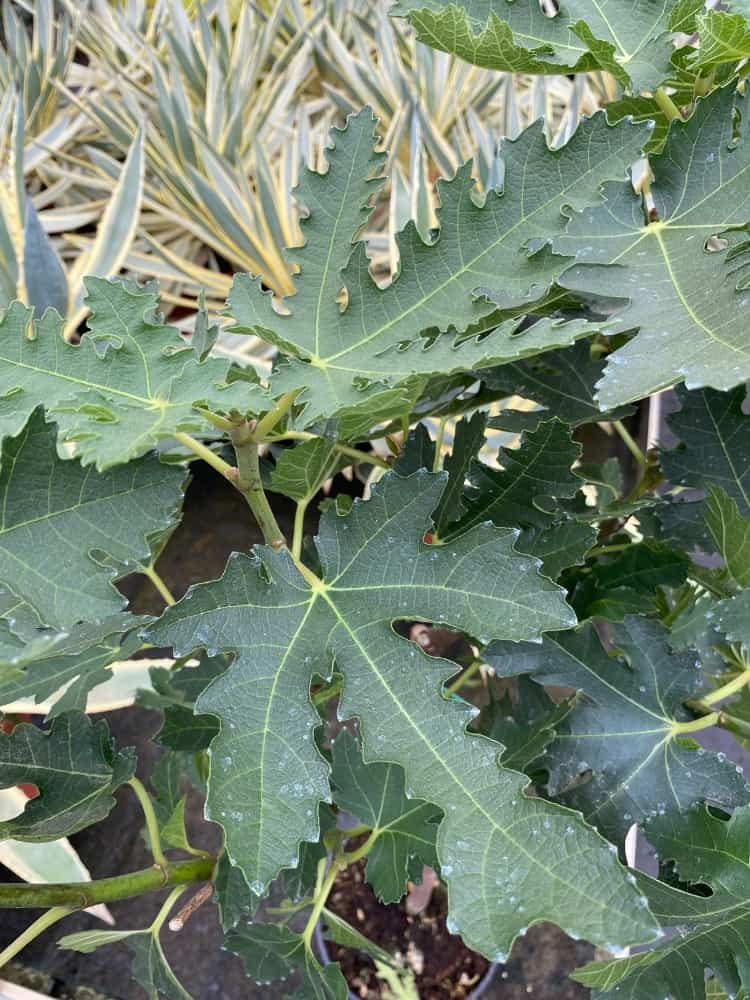 Ficus carica 'Ice Crystal', Feigenbaum Feige 'Ice Crystal' im Onlineshop der Bohlken Baumschulen