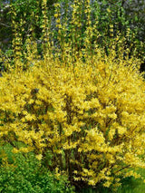 Artikelbild für Goldglöckchen Forsythia intermedia 'Week-End' ® im Onlineshop der Bohlken Baumschulen