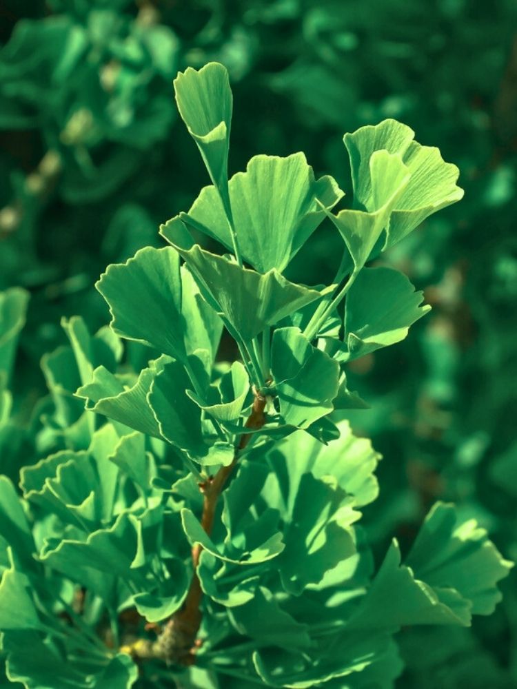 Ginkgo biloba 'Menhir' ®, Fächerblattbaum 'Menhir' ® im Onlineshop der Bohlken Baumschulen