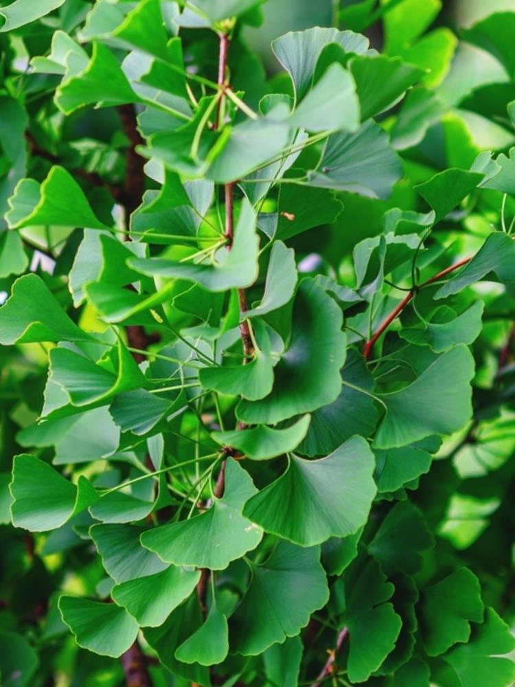 Ginkgo biloba 'Obelisk', Fächerblattbaum 'Obelisk' im Onlineshop der Bohlken Baumschulen