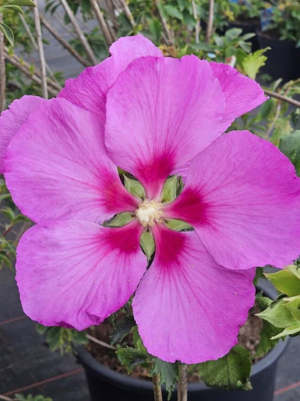 Garteneibisch, Hibiscus syriacus 'Walberton's ® Rose Moon' kaufen im Online-Shop der Bohlken Baumschulen