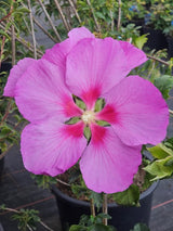 Garteneibisch, Hibiscus syriacus 'Walberton's ® Rose Moon' kaufen im Online-Shop der Bohlken Baumschulen