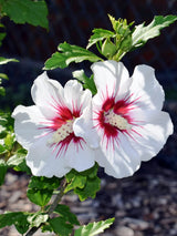 Hibiscus syriacus 'Helene', Garteneibisch 'Helene' im Onlineshop der Bohlken Baumschulen