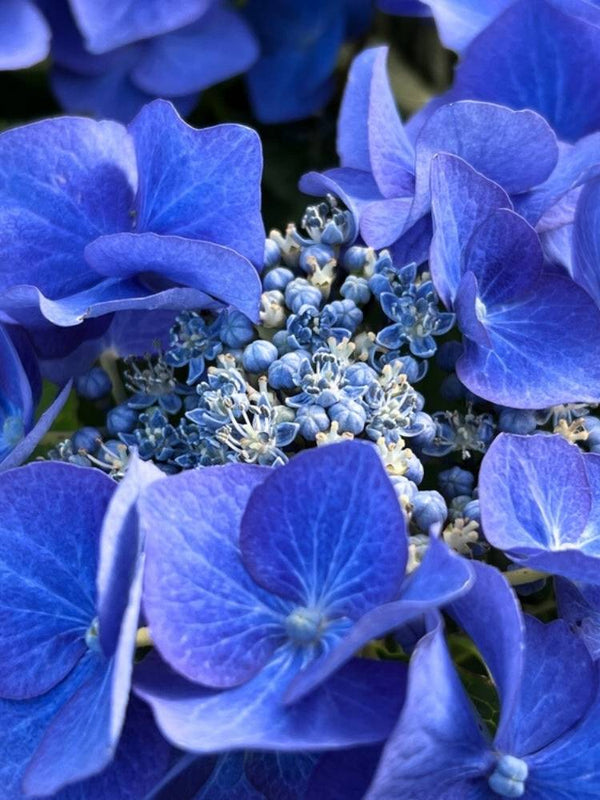 Hydrangea macrophylla 'Teller Blau', Tellerhortensie 'Teller Blau' im Onlineshop der Bohlken Baumschulen