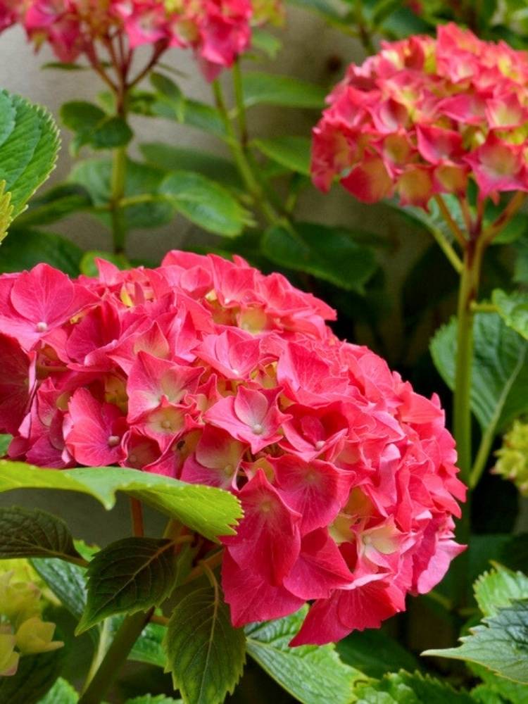 Hydrangea macrophylla Everbloom® 'Red Wonder', Ballhortensie Everbloom ® 'Red Wonder' im Onlineshop der Bohlken Baumschulen