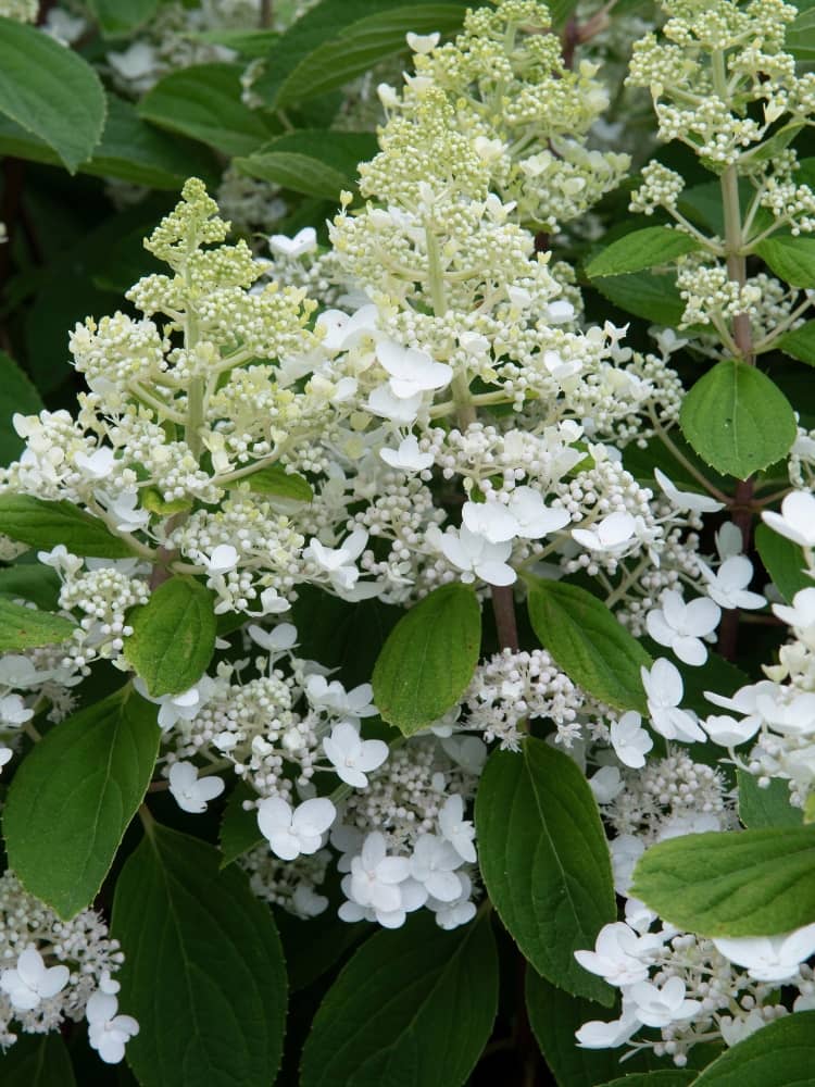 Hydrangea paniculata 'Baby Lace', Zwerg- Rispenhortensie 'Baby Lace' im Onlineshop der Bohlken Baumschulen