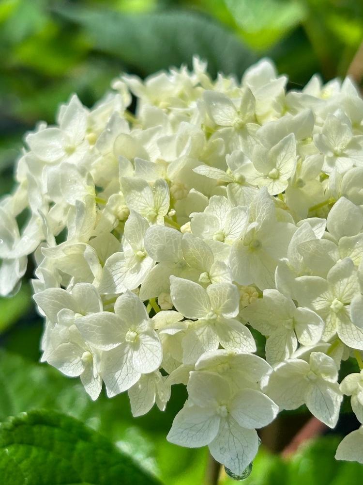 Hydrangea macrophylla 'First White' ®, Bauernhortensie 'First White' ® im Onlineshop der Bohlken Baumschulen