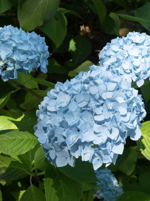 Hydrangea macrophylla Everbloom® 'Blue Wonder', Ballhortensie Everbloom ® 'Blue Wonder' im Onlineshop bei Bohlken Baumschulen