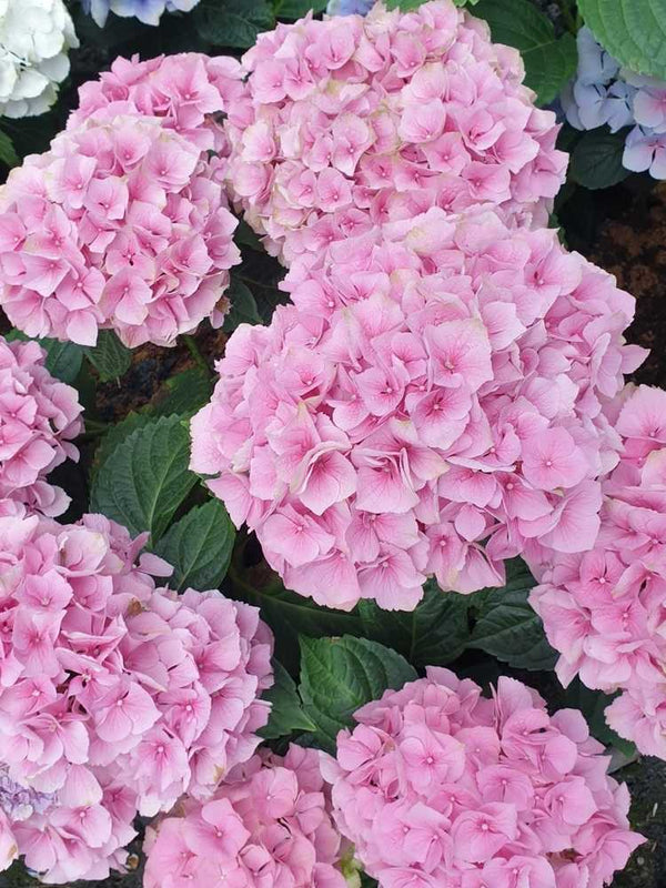 Hydrangea macrophylla Everbloom® 'Pink Wonder', Ballhortensie Everbloom ® 'Pink Wonder' im Onlineshop der Bohlken Baumschulen