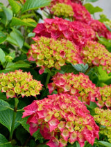 Hydrangea macrophylla Everbloom® 'Red Wonder', Ballhortensie Everbloom ® 'Red Wonder' im Onlineshop der Bohlken Baumschulen