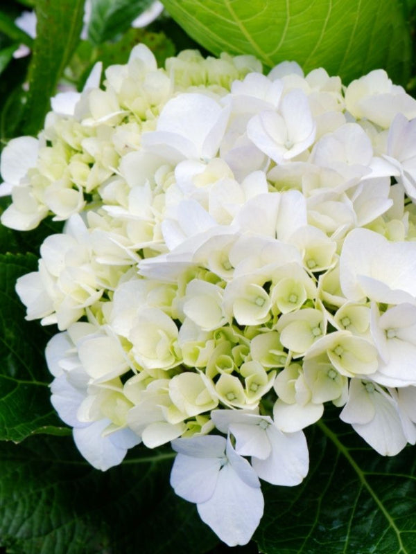 Hydrangea macrophylla Everbloom® 'White Wonder', Ballhortensie Everbloom ® 'White Wonder' im Onlineshop der Bohlken Baumschulen