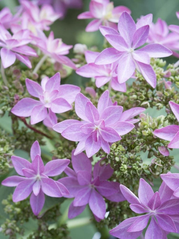 Hydrangea macrophylla You & Me 'Romance' ®, Gefüllte Tellerhortensie You & Me 'Romance' ® im Onlineshop der Bohlken Baumschulen