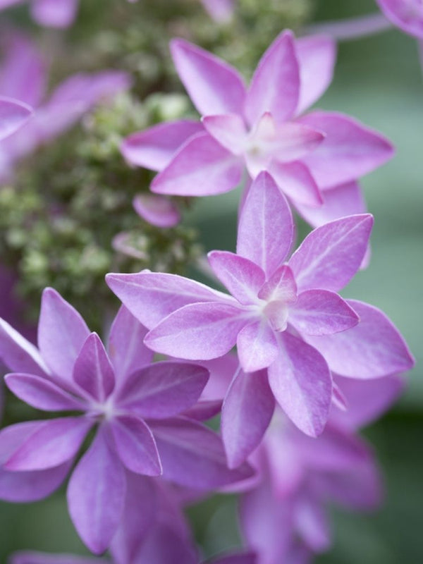 Hydrangea macrophylla You & Me 'Romance' ®, Gefüllte Tellerhortensie You & Me 'Romance' ® im Onlineshop der Bohlken Baumschulen