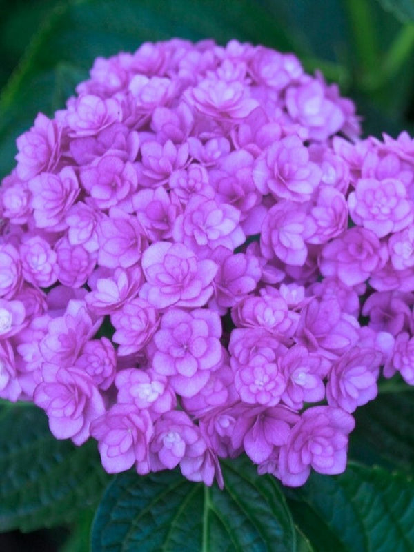 Hydrangea macrophylla You & Me 'Together' ®, Gefüllte Ballhortensie You & Me 'Together' im Onlineshop der Bohlken Baumschulen