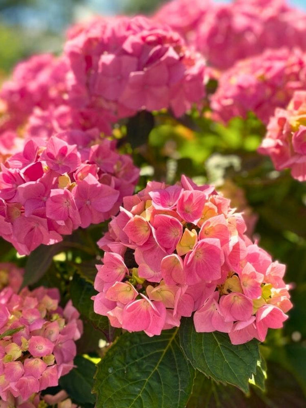 Hydrangea macrophylla 'Baladia' ® 'Hot Pink', Ballhortensie 'Baladia' ® 'Hot Pink' im Onlineshop der Bohlken Baumschulen