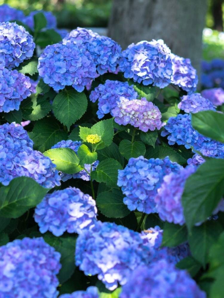 Hydrangea macrophylla 'Bela' blau, Bauernhortensie 'Bela' blau im Onlineshop der Bohlken Baumschulen