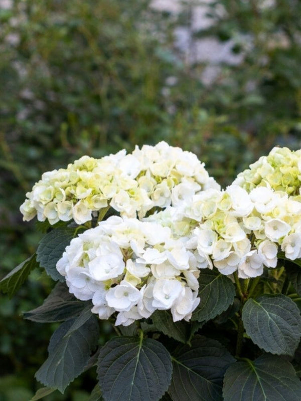 Hydrangea macrophylla 'Bianco', Bauernhortensie 'Bianco' im Onlineshop der Bohlken Baumschulen