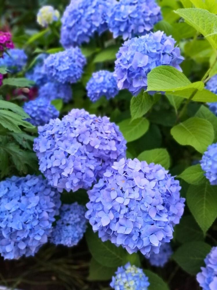 Hydrangea macrophylla 'Blau', Ballhortensie 'Blau' im Onlineshop der Bohlken Baumschulen