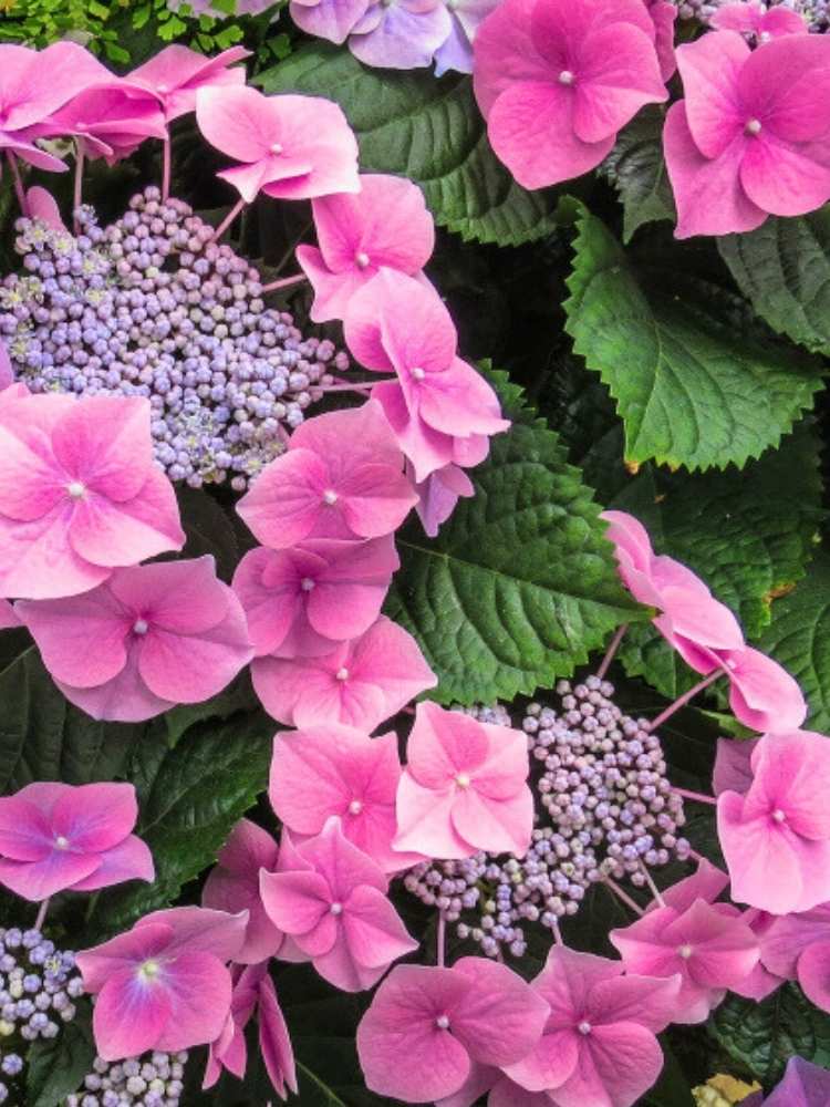 Hydrangea macrophylla 'Blaumeise' rosa, Tellerhortensie 'Blaumeise' rosa im Onlineshop der Bohlken Baumschulen