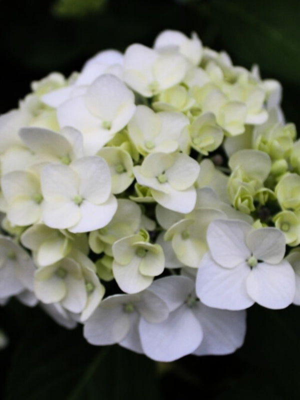 Hydrangea macrophylla 'Caipirinha' ®, Ballhortensie 'Caipirinha' ® im Onlineshop der Bohlken Baumschulen