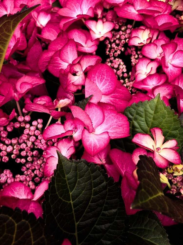 Hydrangea macrophylla 'Dark Angel' ®, Tellerhortensie 'Dark Angel' ® im Onlineshop der Bohlken Baumschulen