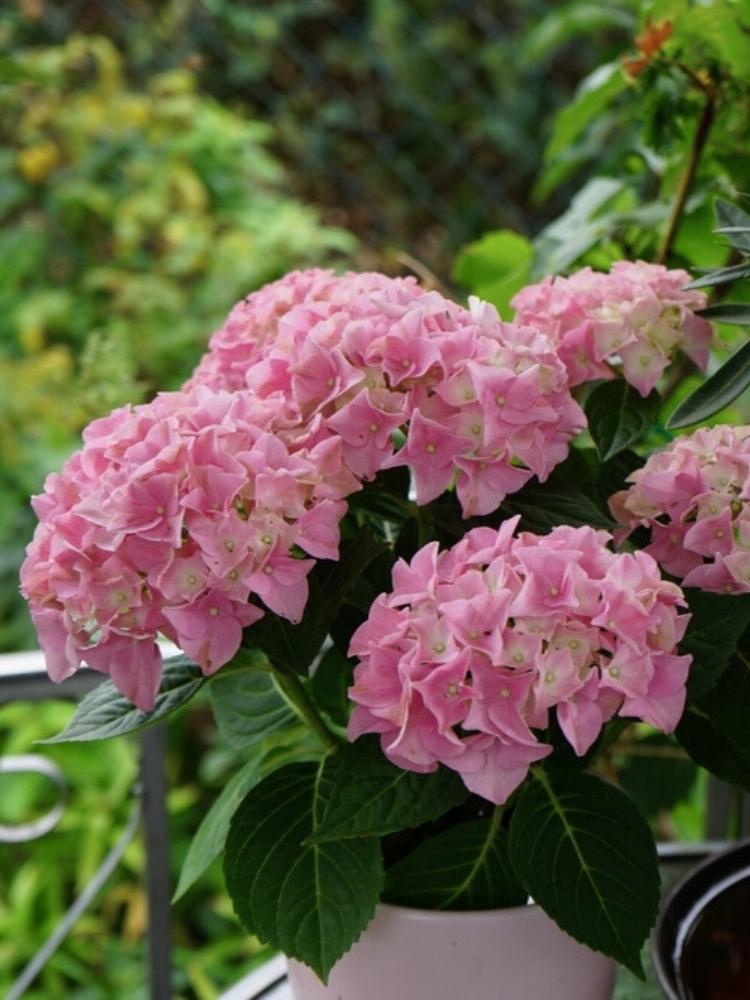 Hydrangea macrophylla 'Dolly Buster'®, Ballhortensie 'Dolly Buster' ® im Onlineshop der Bohlken Baumschulen